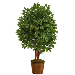5ft. Super Deluxe Ficus Tree in Wicker Planter