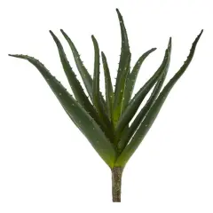 Aloe Plant, 3ct.