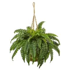 33" Boston Fern in Hanging Basket