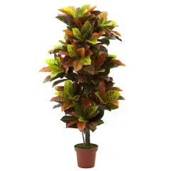 4.5ft. Potted Croton Plant
