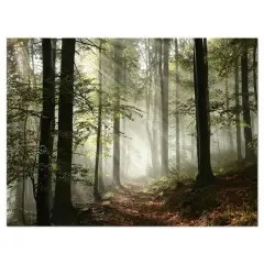 Designart - Light in Dense Fall Forest with Fog - Landscape Art Print Canvas