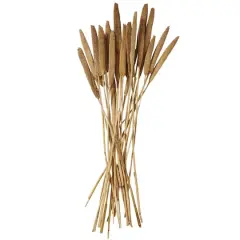 Dried Plant Bunny Tail Natural Foliage with Long Stems Brown