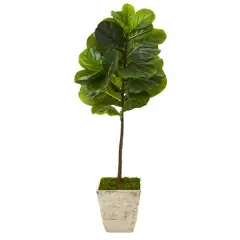4ft. Fiddle Leaf Tree in Country White Planter
