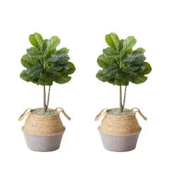 3ft. Artificial Fiddle Leaf Fig Tree With Handmade Cotton & Jute Woven Planter Set DIY Kit Gray