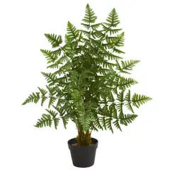 3ft. Potted Ruffle Fern Palm Tree