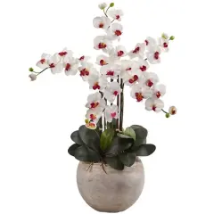 3ft. Moth Orchid Arrangement in Sand Colored Bowl White
