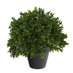 10&rdquo; Potted Boxwood Topiary Plant