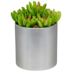 4.75" Potted Green Sedum Succulent
