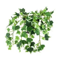 8" Spring Potted Mini Ivy Bush
