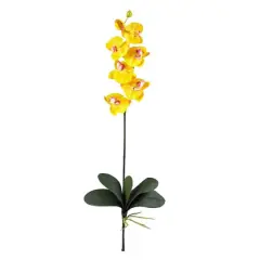 Yellow Moth Orchid Stem, 6ct.
