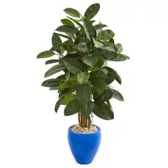 4.5ft. Rubber Tree in Blue Planter