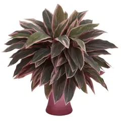 20" Caladium Plant in Rose Vase