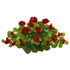 12" Geranium Ledge Plant