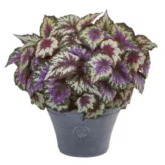 22" Purple Begonia in Gray Planter