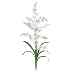 Dancing Lady Orchid Stem, 12ct. White