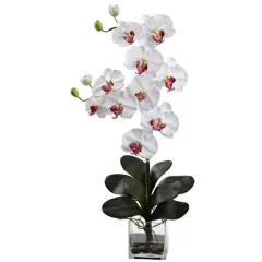 Double Giant Phalaenopsis with Vase
