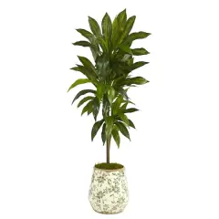 4ft. Dracaena Plant in Flower Print Planter