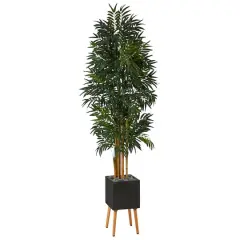 6.5ft. Phoenix Palm Tree in Black Planter with Stand