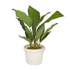 2ft. Coastal Style Artificial Foliage in White Bamboo Pot
