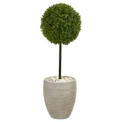 3ft. Boxwood Ball Topiary Tree in Oval Planter