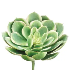 Soft Touch Green, White & Pink Echeveria Pick 
