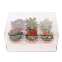 Mini Premade Succulents in Terra Cotta Pots, 6ct. by Ashland&reg; Dark Green