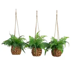 10" UV-Resistant Boston Ferns in Hanging Wicker Baskets, 3ct.