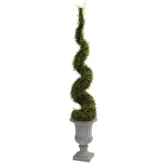 5ft. Mohlenbechia Spiral Tree with Decorative Urn