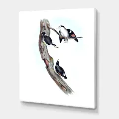 Designart - Vintage Australian Bird Illustrations I - Traditional Canvas Wall Art Print