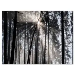 Designart - Sunbeams through Black White Forest - Forest Canvas Wall Art Print