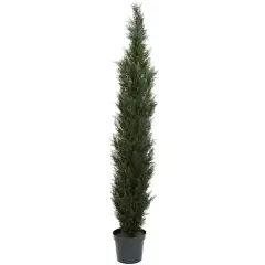 7ft. Potted Mini Cedar Pine Tree