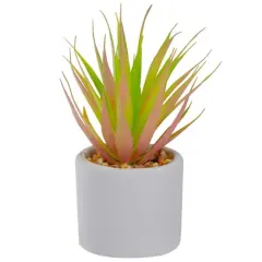 6.5" Green & Pink Sword Grass in White Pot