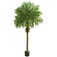 6.6ft. Potted Robellini Palm Tree