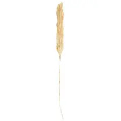 Cream Dried Pampas Grass Stem