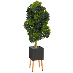 70" Schefflera Tree in Black Planter with Stand