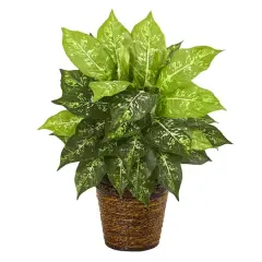 19'' Dumb Cane Plant in Basket