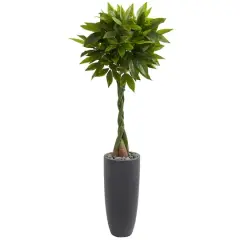 6ft. Money Tree in Gray Cylinder Planter