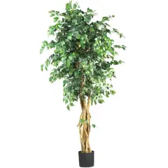 6ft. Potted Palace Style Ficus Tree