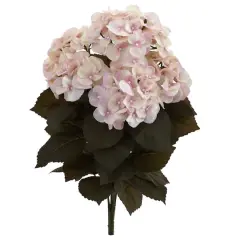 20" Pink Fall Hydrangea Bush, 2ct.