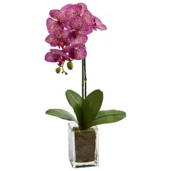 24" Pink Moth Orchid Arrangement in Vase