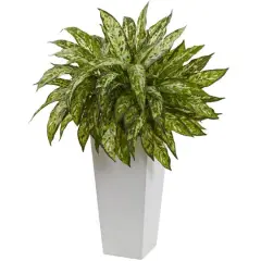 2.5ft. Chinese Evergreen in White Decorative Planter