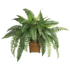 23" Boston Fern with Wicker Basket Planter
