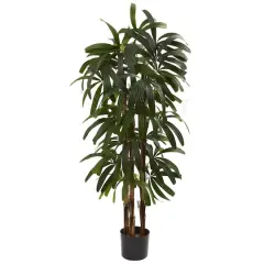 4ft. Potted Raphis Palm Tree