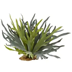21" Staghorn Fern, 2ct.