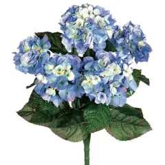 Blue & White Hydrangea Bush