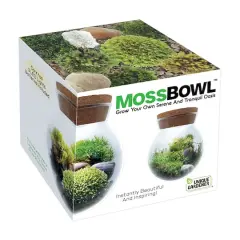MossBowl - Grown Your Own Serene and Tranquil Oasis