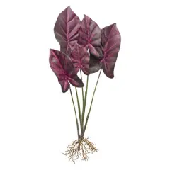Red Caladium Plant with Root Set