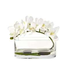 7" Moth Orchid Arrangement in Glass Vase White