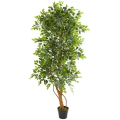 6ft. Potted Elegant Ficus Tree