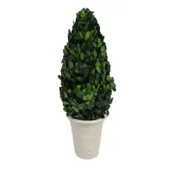 Hello Honey&reg; 17'' Boxwood Cone Topiary in White Clay Pot